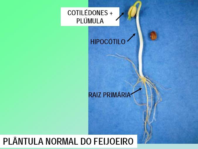 Novembre, 2006 05/05/2018 PLÂNTULA NORMAL: tem potencial para continuar o desenvolvimento, em condições favoráveis de solo, temperatura, água e luz São, também, Plântula Normal: com defeito,