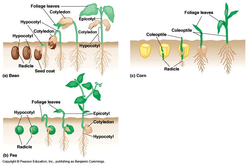 Repetições do mesmo teste GERMINAÇÃO DE SEMENTES DE FEIJÃO, ERVILHA, MILHO RESULTADOS TABELA DE  Repetições do mesmo teste EXEMPLO: MÉDIA DAS 4