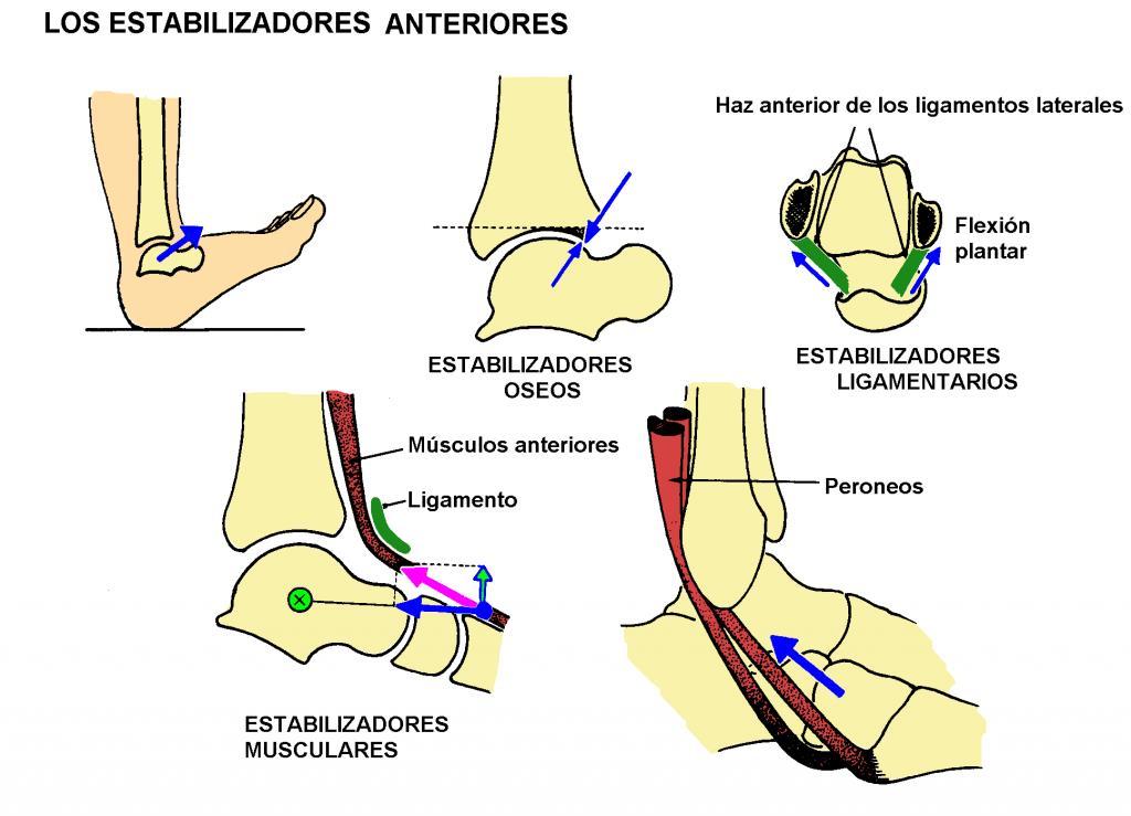 Os contatos ligamentares e ósseos (feixes posteriores de ligamentos laterais e sua forma, mais estreita pela frente do que por trás). 2- ESTABILIZADORES ANTERIORES. 1.