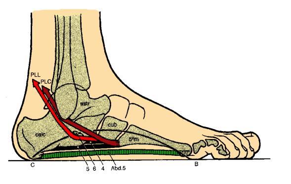 A altura deste arco externo ao nível da borda inferior do cuboide varia entre 3 a 5 mm. ARCOS TRANSVERSOS: 1. Anterior: O osso chave é o 2º metatarso, mantido pelo adutor do hálux.