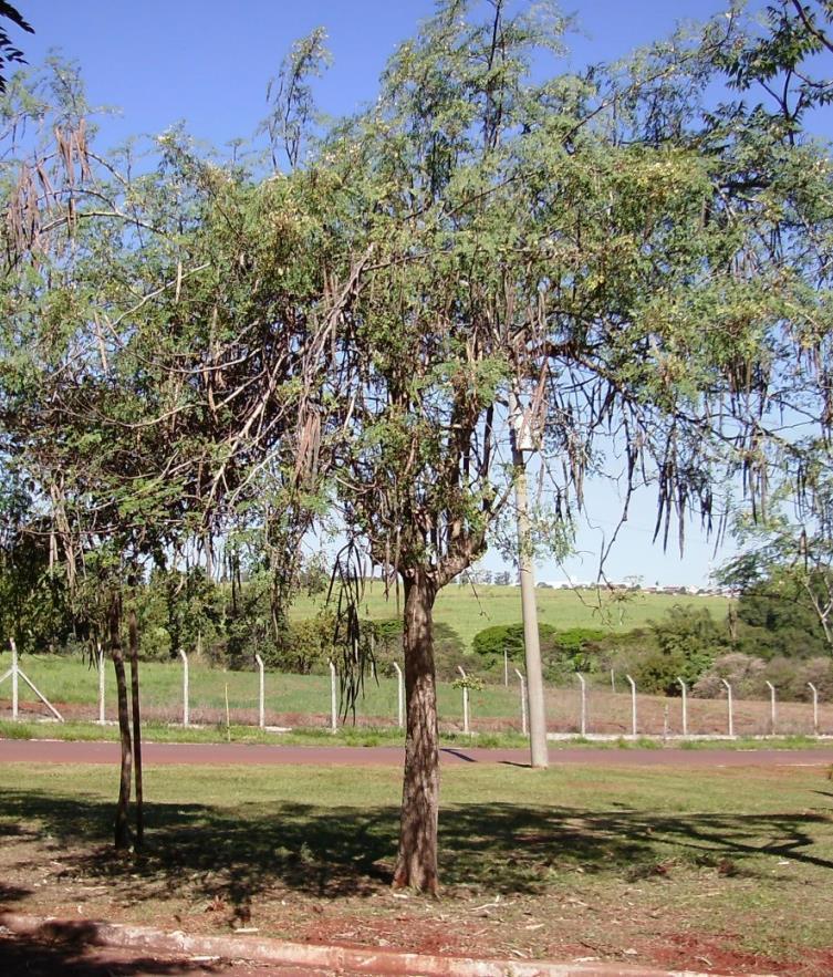 26 Figura 1 Árvore de Moringa oleifera Fonte: Arantes (2014).