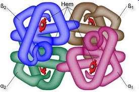 Proteínas - Estrutura Quaternária Hemoglobina Cadeias laterais: Polar x Apolar Proteínas que contém mais de uma cadeia polipeptídica.