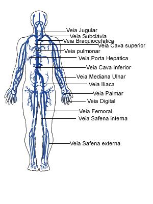 Estrutura e Fisiologia Geral do Coração O coração é um órgão oco, aproximadamente esférico, constituído de paredes musculares que delimitam quatro cavidades os átrios direito e esquerdo e os