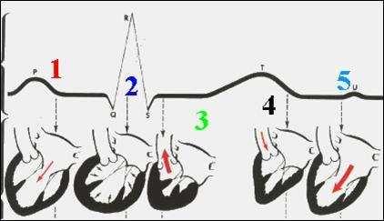 Essa é uma questão onde todas as alternativas estão corretas, então trarei algumas explicações a cerca de cada item, Preste atenção, pois estas explicações serão de extrema utilidade visto que