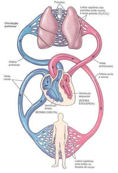 O conjunto dos sistemas vasculares distribuídos em todas as estruturas do organismo é denominado grande circulação, ou circulação sistêmica.