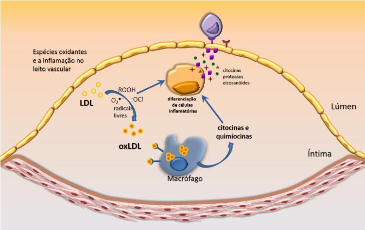 Fagocitose de LDL-c