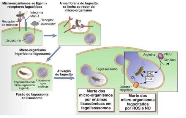 Formação do