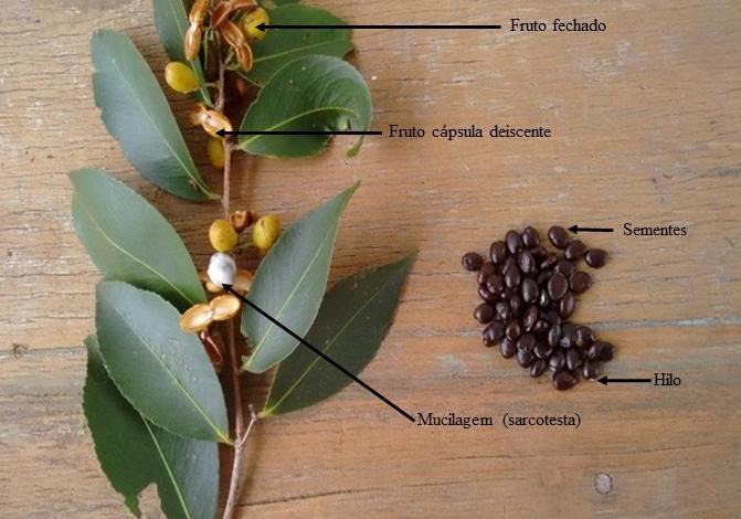 Caracterização morfométrica de sementes, frutos e plântulas de Maytenus robusta Continuação da Figura 2 (C) Os frutos de M.