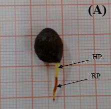 Caracterização morfométrica de sementes, frutos e plântulas de Maytenus robusta mais intensa que a extremidade final, que, por sua vez, mostrou-se marrom claro (Figura 6B).