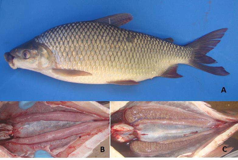 Caracterização das espécies capturadas no monitoramento Prochilodus hartii Figura 11: A Prochilodus hartii. B macho com testículos maduros. C fêmea com ovários desovados.