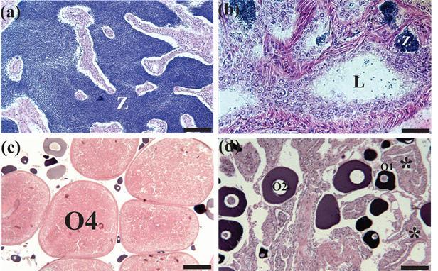 As fêmeas tinham ovários em maturação avançada contendo numerosos ovócitos vitelogênicos (O4) (Figura 13 c) eovários desovado