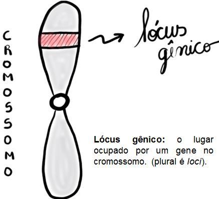 * Lócus gênico: o lugar ocupado por um gene no cromossomo. (plural é loci).