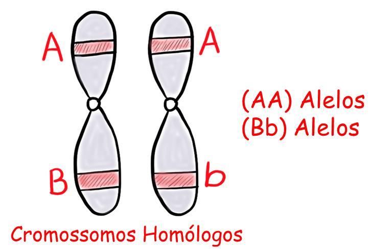 Ocupam o mesmo lócus cromossômico, isto é, estão localizados no mesmo lugar em cada um dos cromossomos