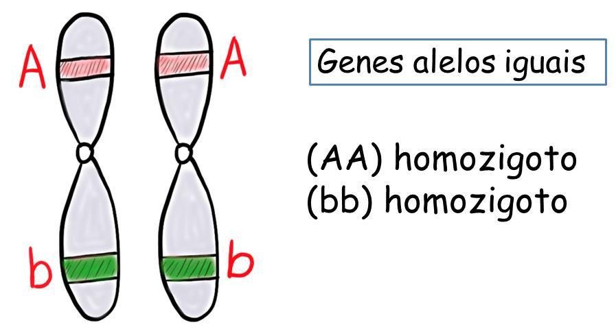 * Genes recessivos: são genes que só manifestam a sua caraterística quando em dose dupla, portanto na presença do seu alelo dominante não manifestam a sua característica.
