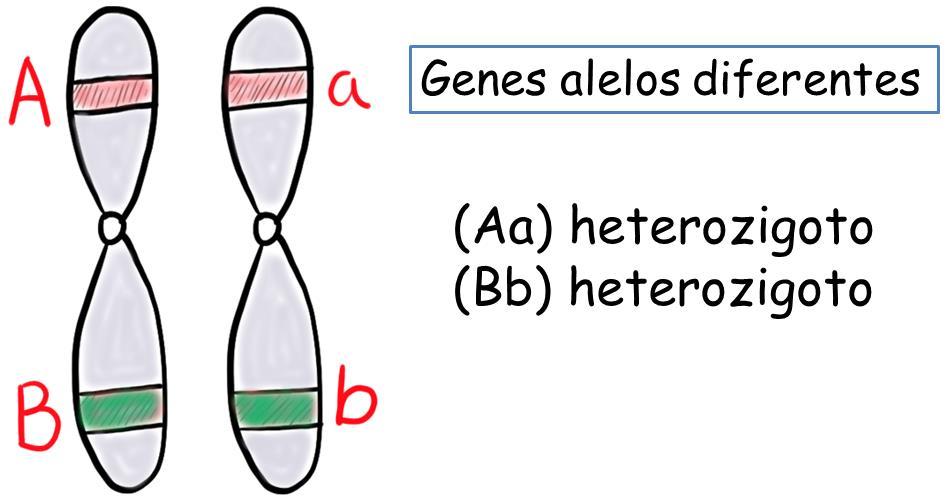 * Heterozigose: quando os alelos são diferentes para uma mesma característica. Os genes em heterozigose são um dominante e outro recessivo.