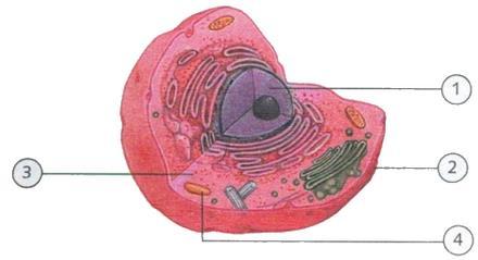 (B) tecido. (C) sistema. (D) organismo. ( ) membrana plasmática. ( ) núcleo. ( ) citoplasma. ( ) organelas. 1.