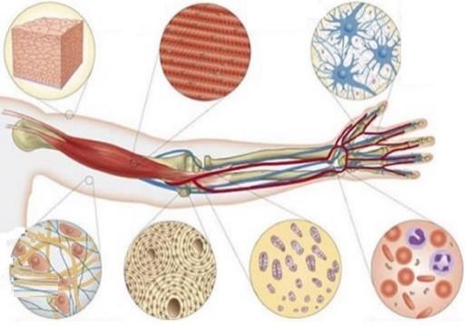 Nosso corpo apresenta uma complexa organização. Ele é formado por diferentes células que realizam funções variadas.