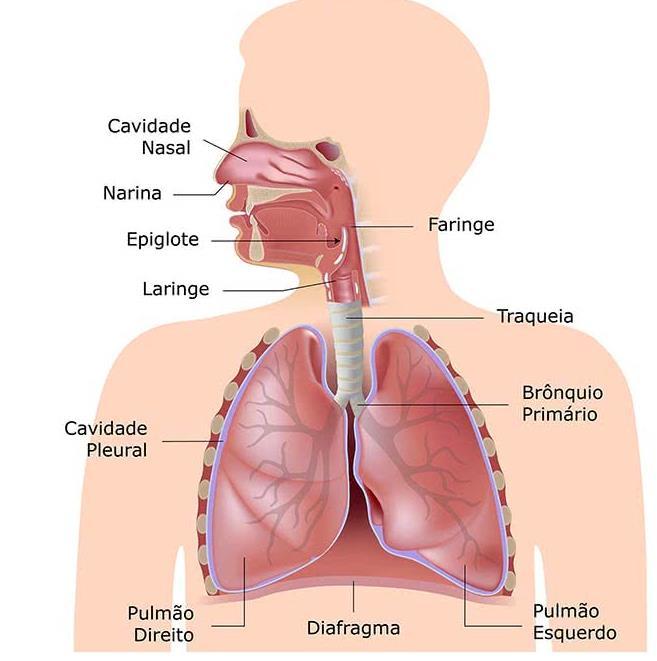 Pelas vias respiratórias, o ar rico em oxigênio é absorvido e o gás carbônico eliminado do organismo. Essas trocas de gases ocorrem (A) na laringe. (B) no esôfago. (C) na traqueia. (D) nos pulmões. 3.