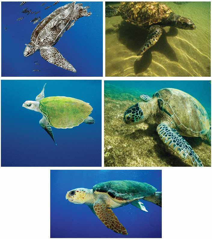 A C E Figura 2: Tartarugas marinhas com ocorrência no Brasil.