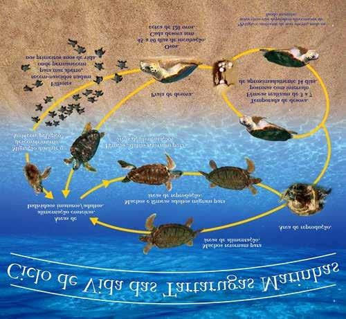 atingirem a maturidade sexual, dependendo da espécie e população (ICMBIO, 2011). A espécie Lepidochelys olivacea no Pacífico, por exemplo, atinge a maturidade entre os 10 e 18 anos (ZUG et al.