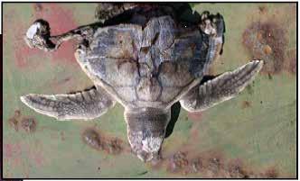 A C E B D Figura 8: Tartarugas mortas devido a lesões provocadas por dragas Hopper. Fonte: A e B, MORTON (2007); C, D e E, DICKERSON (2009).