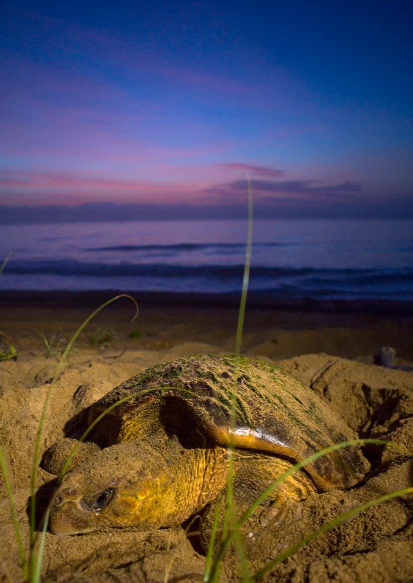 SUMÁRIO 1 Introdução 15 2 Legislação Ambiental 19 3 As Tartarugas Marinhas no Brasil 23 3.1 Importância Ecológica 25 3.2 Ciclo de Vida 25 3.3 Alimentação 27 3.