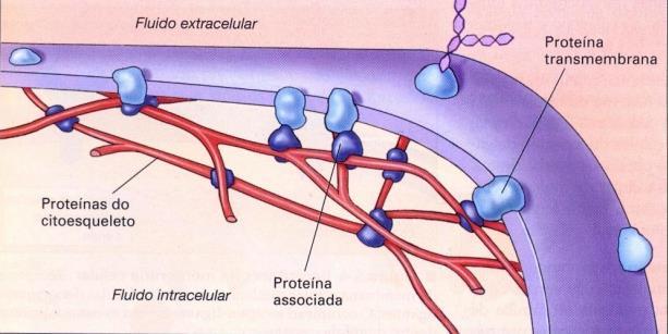 PROTEÍNAS DE MEMBRANA: conectar a membrana e o citoesqueleto e criar junções celulares, concentrar a membrana e o