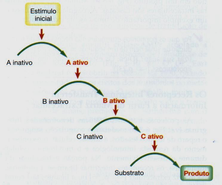 Um estímulo inicial ativa o primeiro passo da cascata.