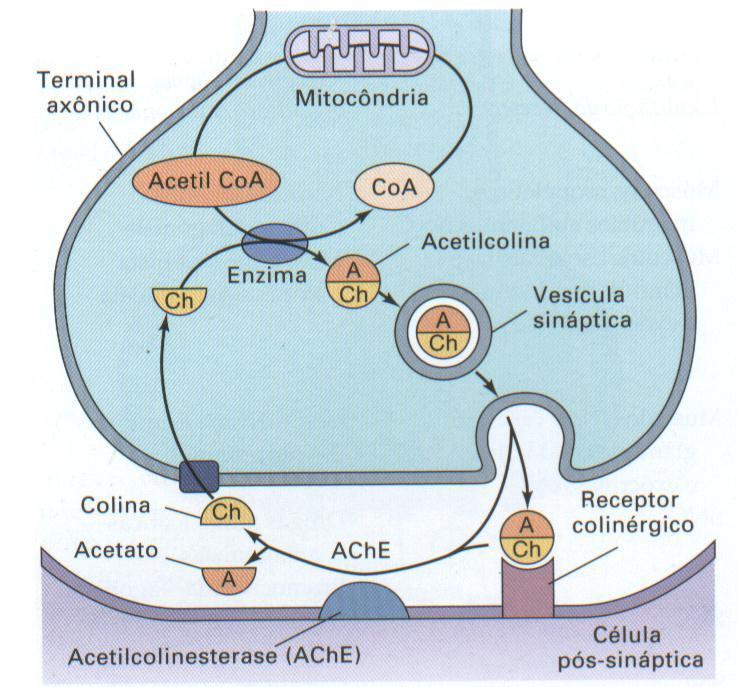 Os ligantes interagem com receptor com enzimas de degradação.