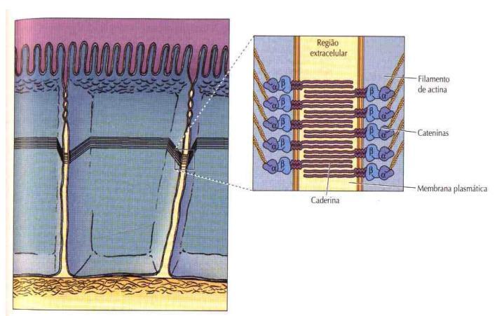 FILAMENTOS DE ACTINA Contato célula-célula:
