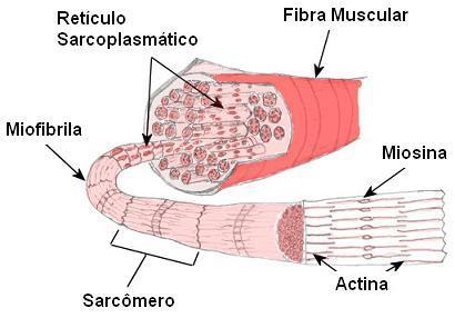 FILAMENTOS DE ACTINA Miosina II e Contração muscular Musculatura esquelética: feixes de fibras