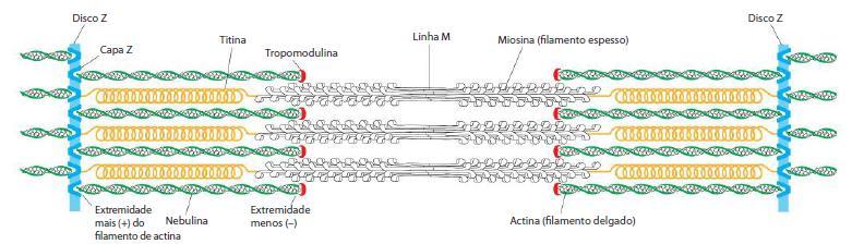 FILAMENTOS DE ACTINA Contração muscular Proteínas contráteis: