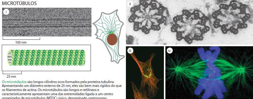 Funções: MICROTÚBULOS Forma e movimentação celular Posicionamento de organelas