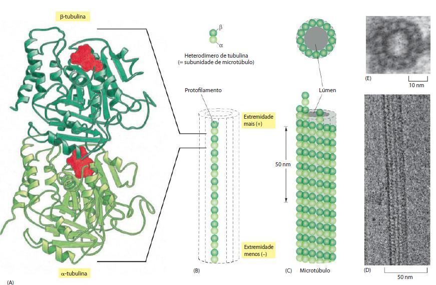 MICROTÚBULOS Estrutura: Heterodímero de tubulina