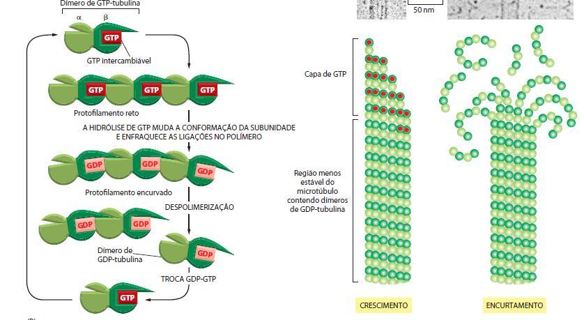 Estrutura: Etapas: MICROTÚBULOS Nucleação: centrossomo;