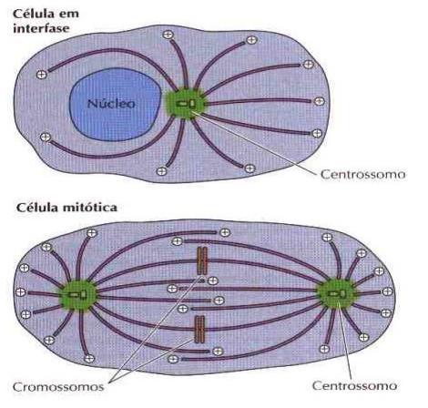 microtúbulos em diferentes direções, de