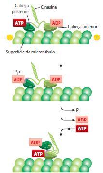 MICROTÚBULOS Organização do interior da