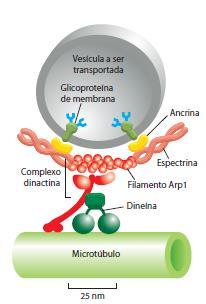 MICROTÚBULOS