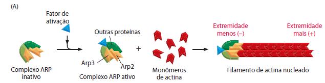 Estrutura: FILAMENTOS DE ACTINA Monômeros de actina (monômero globular) Etapas: