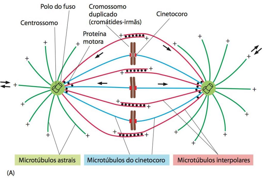 CENTROSSOMO CARACTERÍSTICAS GERAIS DO CITOESQUELETO