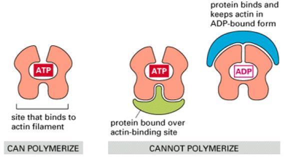ao filamento de actina Proteína ligante no Sítio de ligação POLIMERIZA NÃO POLIMERIZA