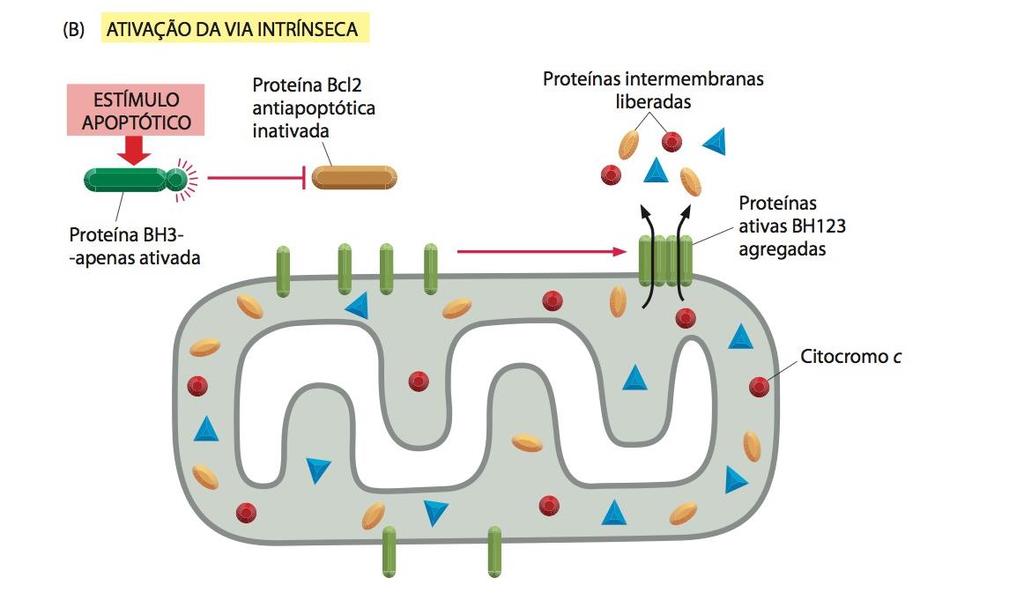 Morte celular Apoptose Na presença de estímulo apoptótico, proteínas BH3-apenas são ativadas e se ligam à proteínas Bcl2