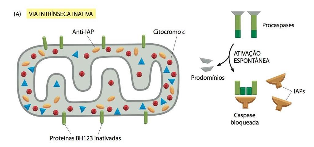 Morte celular Apoptose: IAPs e anti-ipas no controle da apoptose Na ausência de estímulo apoptótico, as IAPs (que