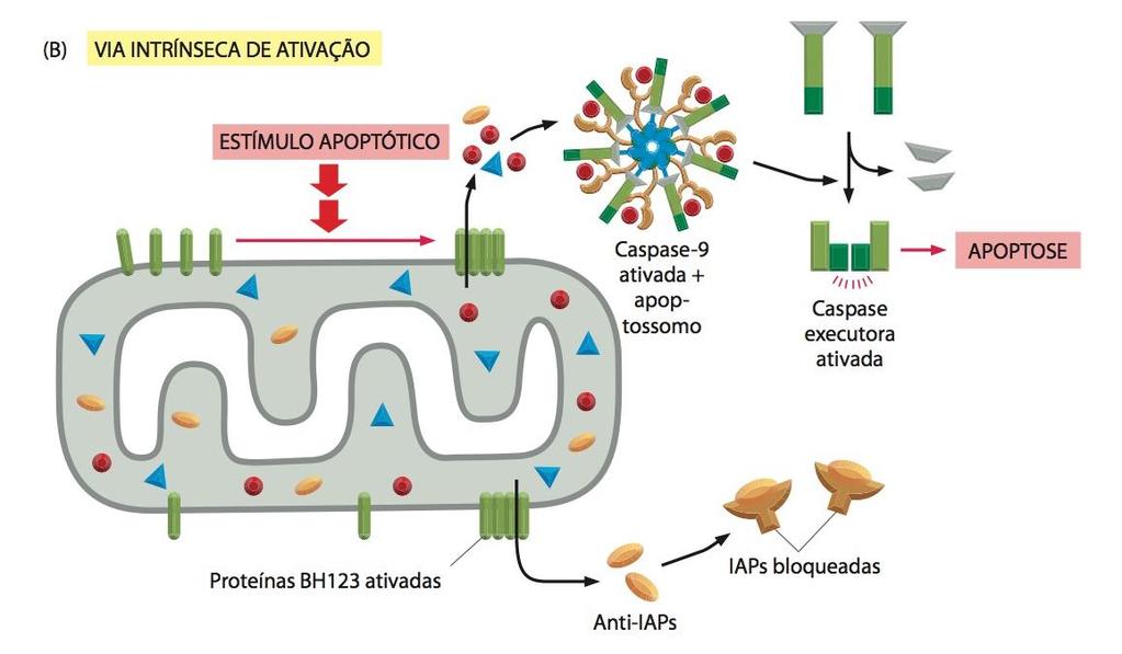 Morte celular Apoptose: IAPs e anti-ipas no controle da apoptose Na presente de estímulo apoptótico, as anti-iaps e outras proteínas liberadas do espaço intermembrana, as anti-iaps se ligam às IAPs