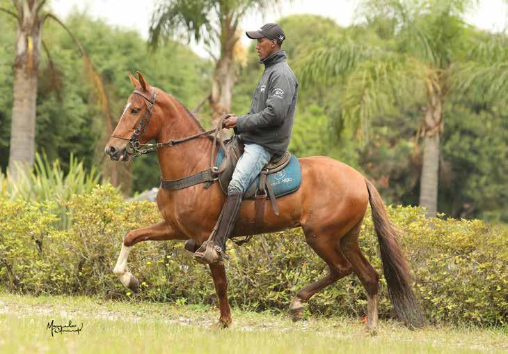 Nascimento: 02/01/2012 CASTRADO Trapiche é cavalo castrado, é cavalo de pista.