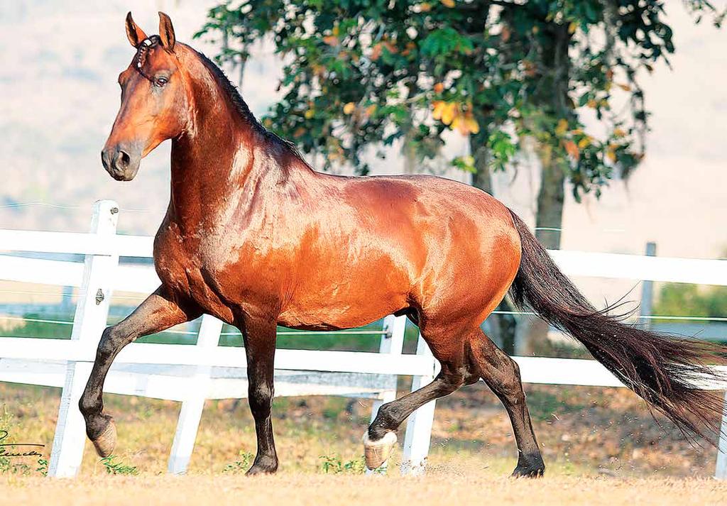 cobertura do Grande Tigrão Kafé, um dos cavalos mais premiados da Raça.