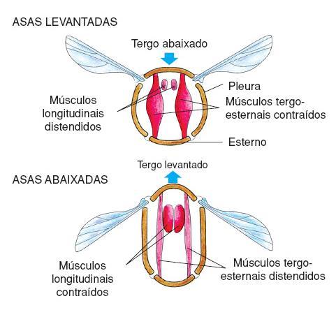 Classe Insecta - corpo dividido em cabeça, tórax e abdômen - 3 pares de patas - 1 ou 2
