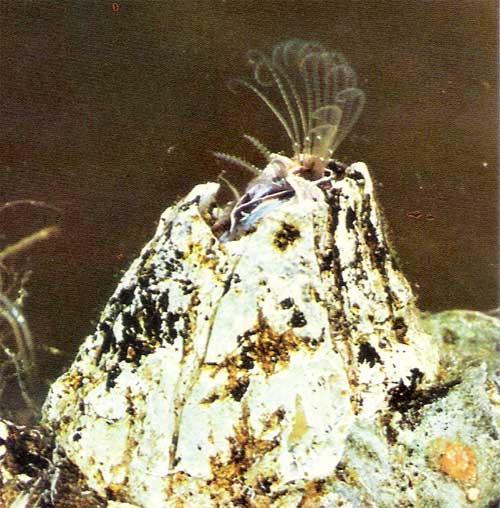 Classe Crustacea - Habitat: