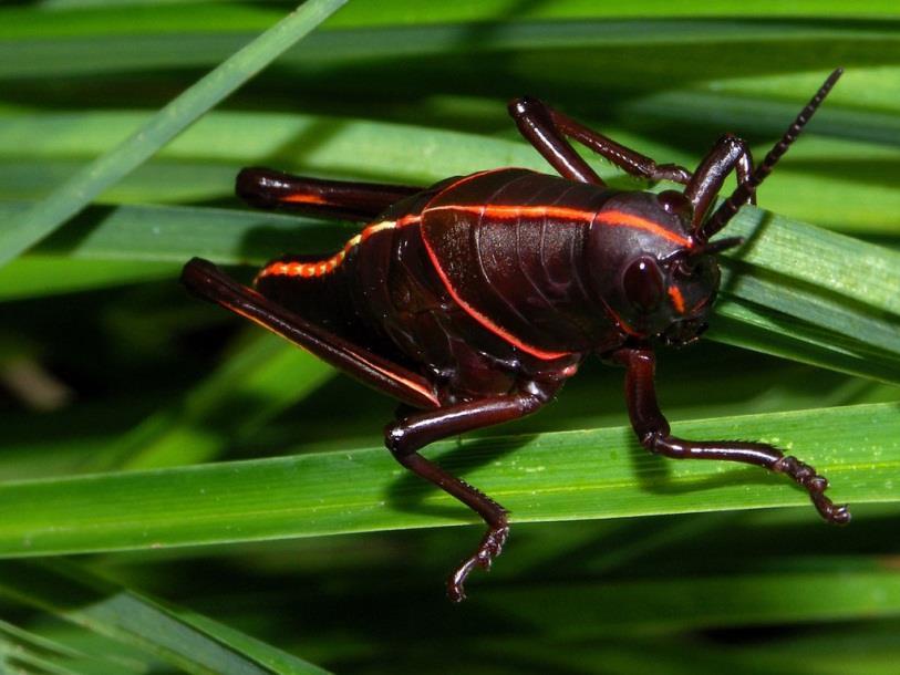 Classe Insecta - Algumas espécies vivem em sociedade; - São invertebrados bem adaptados ao ambiente terrestre.