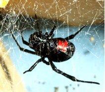 Classe Arachnida - Estruturas corporais - Respiração -